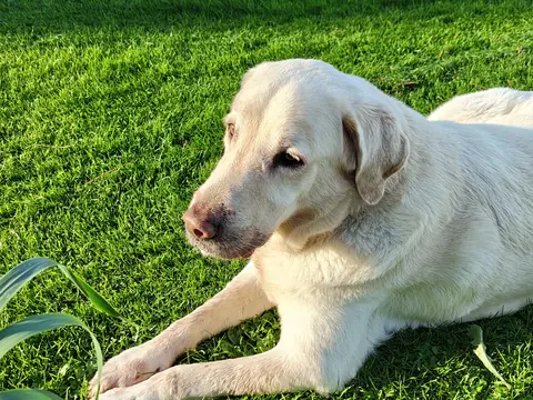 A dog lying in the sun on the garden lawn